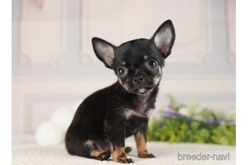 成約済の神奈川県のチワワ(ロングコート)-253875の5枚目