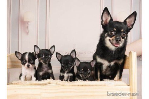 成約済の神奈川県のチワワ(ロングコート)-253875の6枚目