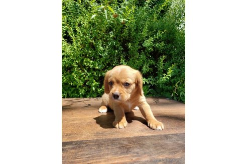 成約済の大阪府のミックス犬-250275の2枚目