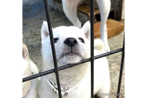 成約済の福島県の北海道犬-253877