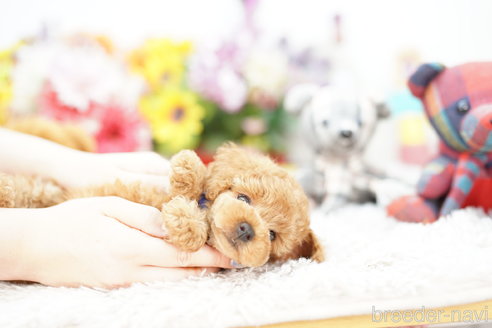 成約済の埼玉県のトイプードル-253888の3枚目