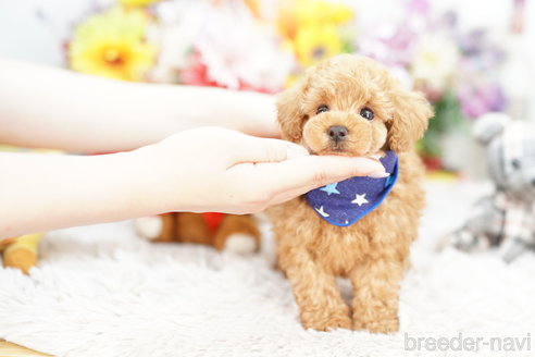 成約済の埼玉県のトイプードル-253888の2枚目