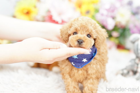 成約済の埼玉県のトイプードル-253888の1枚目