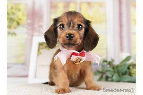 成約済の神奈川県のカニンヘンダックスフンド(ロングヘアード)-253895の5枚目