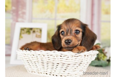 成約済の神奈川県のカニンヘンダックスフンド(ロングヘアード)-253895の4枚目