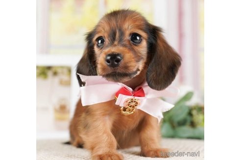 成約済の神奈川県のカニンヘンダックスフンド(ロングヘアード)-253895の1枚目