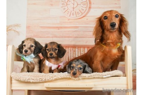 成約済の神奈川県のカニンヘンダックスフンド(ロングヘアード)-253895の2枚目