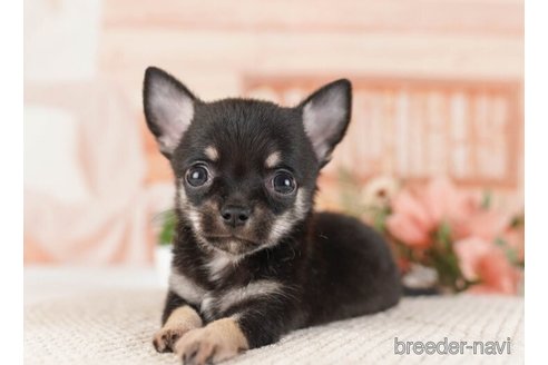 成約済の神奈川県のチワワ(ロングコート)-253896の3枚目