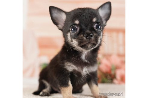 成約済の神奈川県のチワワ(ロングコート)-253896の1枚目