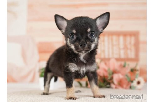 成約済の神奈川県のチワワ(ロングコート)-253896の4枚目