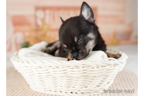 成約済の神奈川県のチワワ(ロングコート)-253896の5枚目