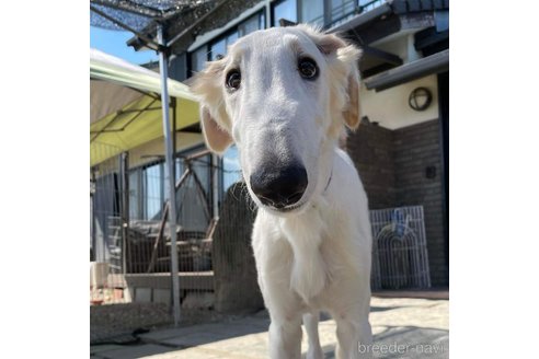 成約済の岐阜県のボルゾイ-253898