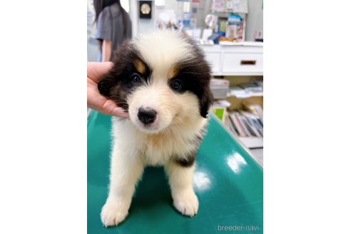 成約済の山梨県のオーストラリアンシェパード-244319の14枚目