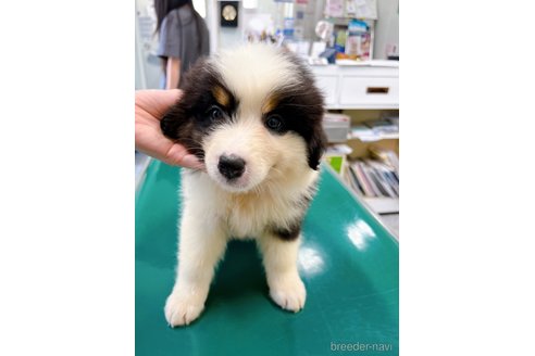 成約済の山梨県のオーストラリアンシェパード-244319の15枚目