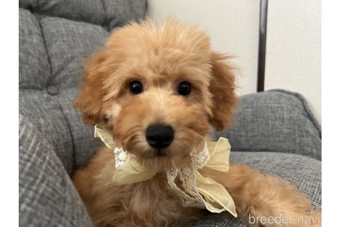 成約済の埼玉県のミックス犬-253903