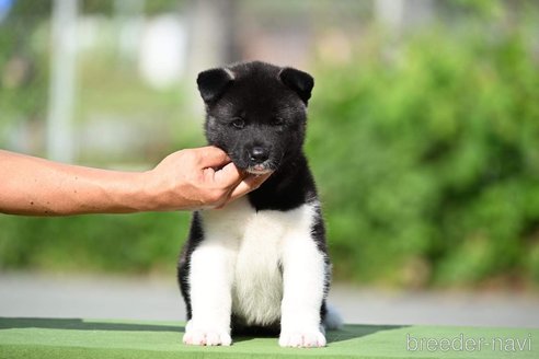 成約済の三重県のその他の犬種-253904の3枚目