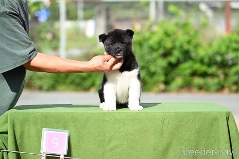 成約済の三重県のその他の犬種-253904の2枚目