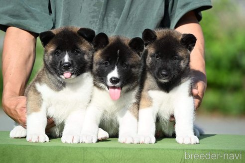 成約済の三重県のその他の犬種-253922の6枚目