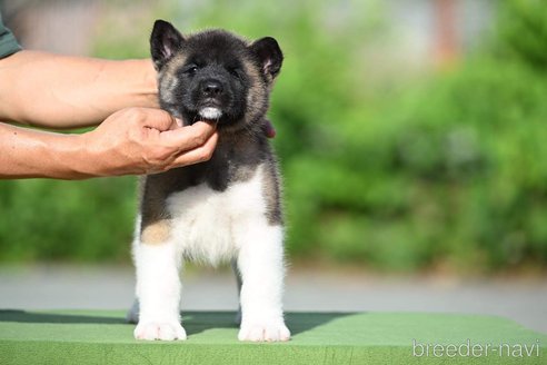 成約済の三重県のその他の犬種-253922の1枚目