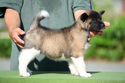 成約済の三重県のその他の犬種-253922の4枚目