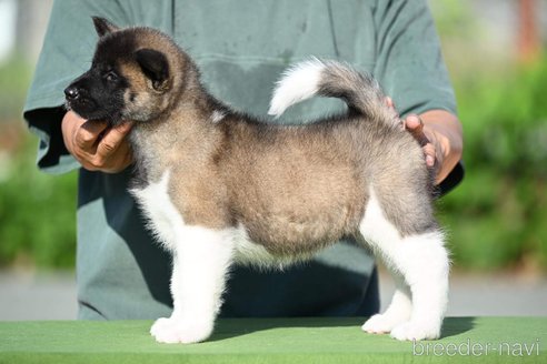 成約済の三重県のその他の犬種-253922の3枚目