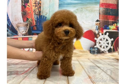 成約済の広島県のトイプードル-240929の5枚目