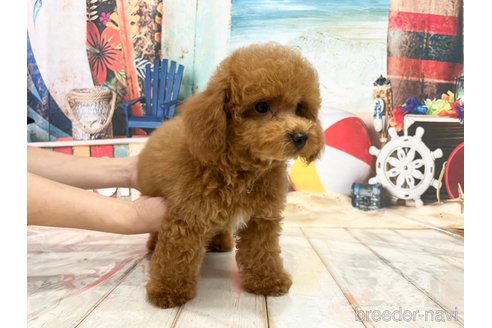 成約済の広島県のトイプードル-240929の4枚目