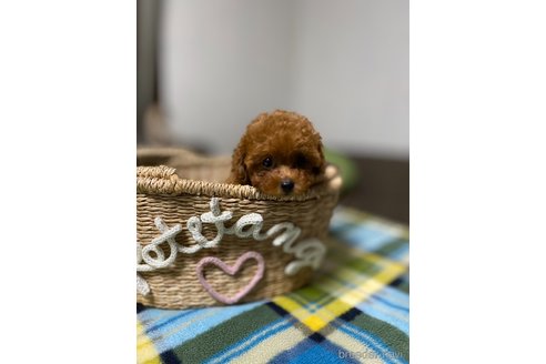 成約済の愛知県のティーカッププードル-253940の28枚目