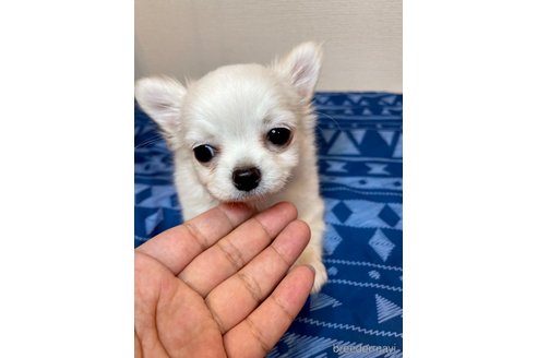 成約済の愛知県のチワワ(ロングコート)-253995の5枚目