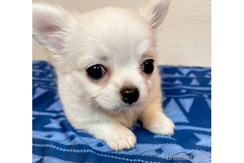 成約済の愛知県のチワワ(ロングコート)-253995の1枚目