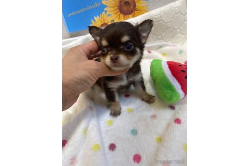 成約済の愛知県のチワワ(ロングコート)-254017の10枚目