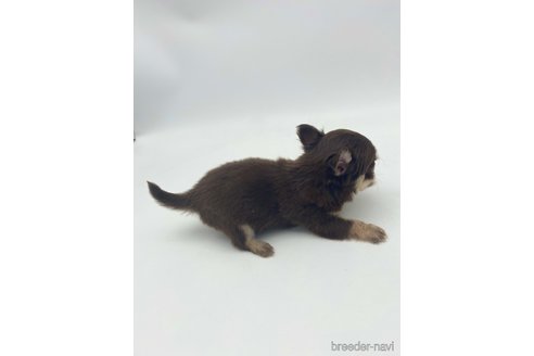 成約済の愛知県のチワワ(ロングコート)-254017の12枚目