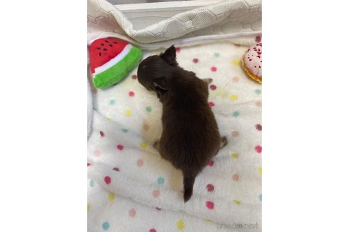 成約済の愛知県のチワワ(ロングコート)-254017の2枚目