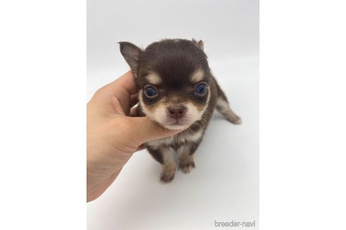 成約済の愛知県のチワワ(ロングコート)-254017の3枚目