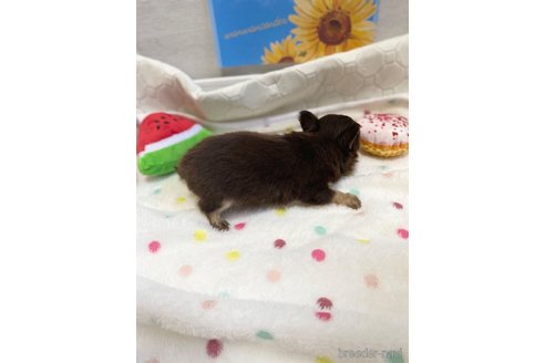 成約済の愛知県のチワワ(ロングコート)-254017の5枚目