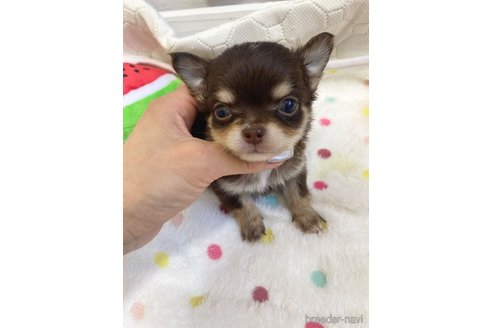 成約済の愛知県のチワワ(ロングコート)-254017の7枚目