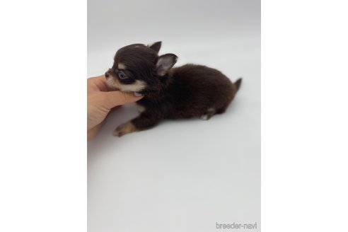 成約済の愛知県のチワワ(ロングコート)-254017の8枚目