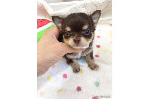 成約済の愛知県のチワワ(ロングコート)-254017の1枚目