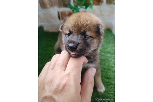 成約済の鹿児島県の柴犬-254041の1枚目