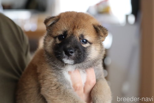 成約済の埼玉県の柴犬-252448の1枚目