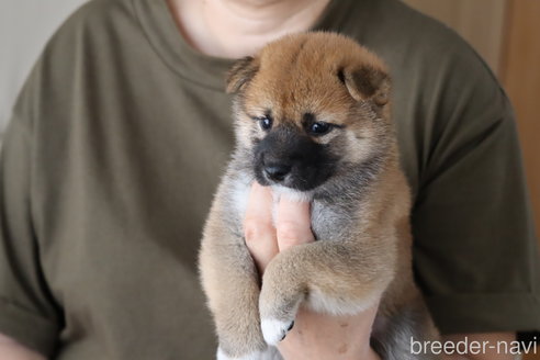 成約済の埼玉県の柴犬-252448の8枚目