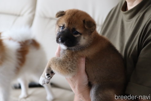 成約済の埼玉県の柴犬-252448の7枚目