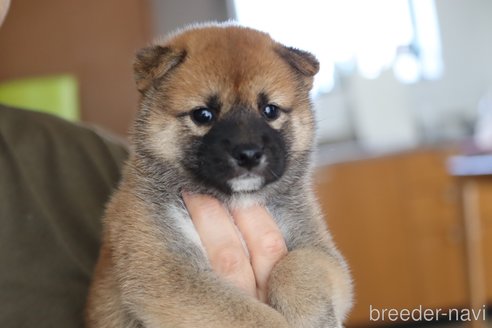 成約済の埼玉県の柴犬-252448の6枚目