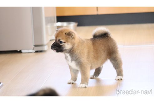成約済の埼玉県の柴犬-252448の5枚目