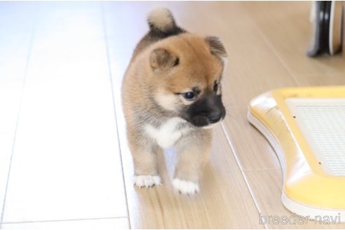 成約済の埼玉県の柴犬-252448の4枚目