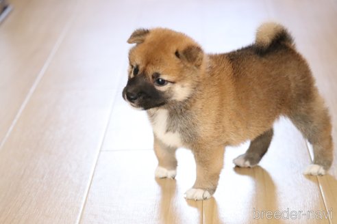 成約済の埼玉県の柴犬-252448の2枚目