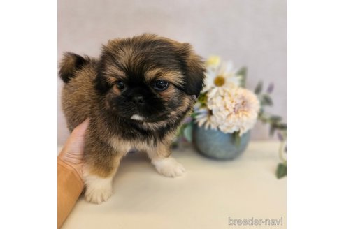 成約済の北海道のミックス犬-254092の5枚目