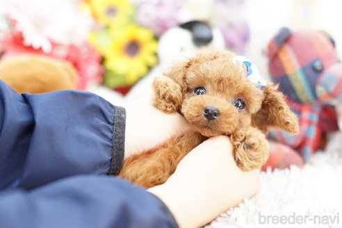 成約済の埼玉県のトイプードル-254131の3枚目