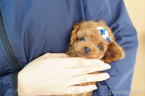 成約済の埼玉県のトイプードル-254131の2枚目