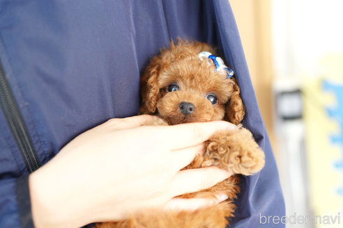 成約済の埼玉県のトイプードル-254131の1枚目